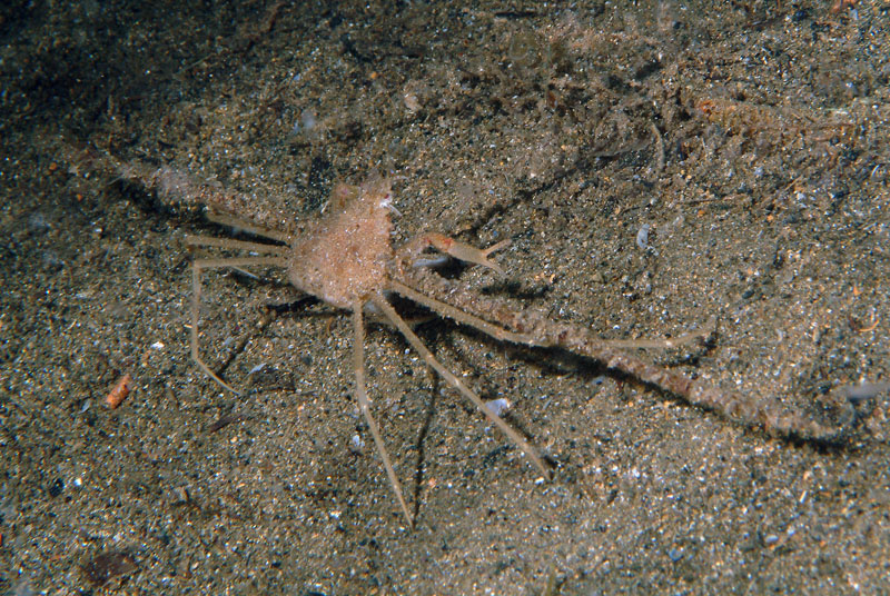 Inachus sp.